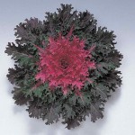 Brassica Coral Queen